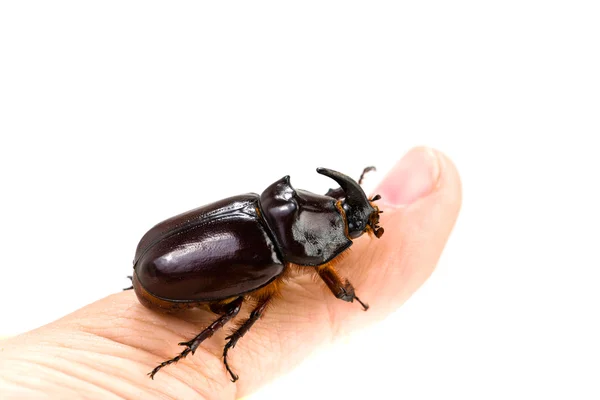 Scarabeo di rinoceronte su una mano primo piano — Foto Stock