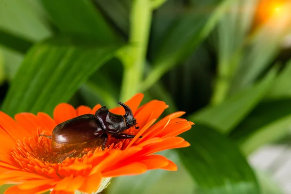 코뿔소 딱정벌레 (Oryctes nasicornis) — 스톡 사진