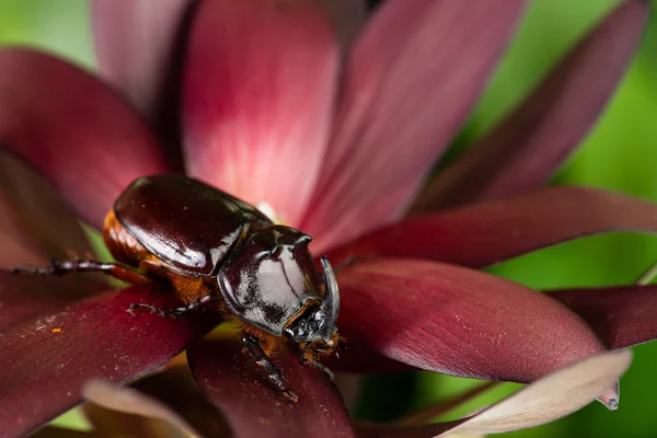 Besouro rinoceronte em uma flor — Fotografia de Stock