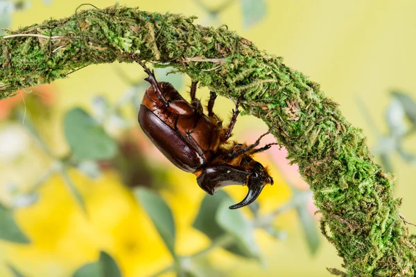 Європейський жук носорогів (Oryctes nasicornis).) — стокове фото