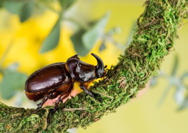 Avrupa gergedan böceği (Oryctes nasicornis)