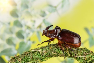 Avrupa gergedan böceği (Oryctes nasicornis)