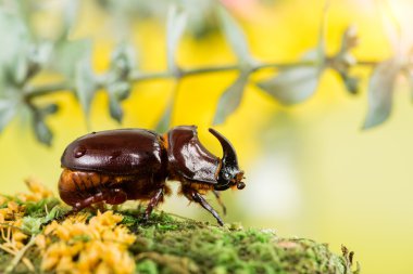 Avrupa gergedan böceği (Oryctes nasicornis)