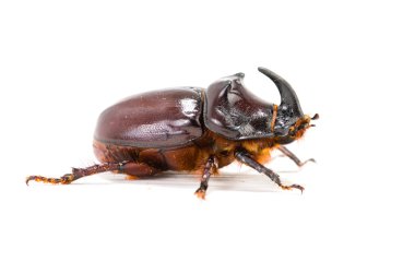 Gergedan böceği (oryctes nasicornis) üzerinde beyaz izole