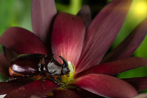 Besouro rinoceronte em uma flor — Fotografia de Stock