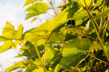 closeup asma Bahçe peyzaj günbatımı ışığı