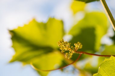 mikrop, yakın üzüm şube büyüyor