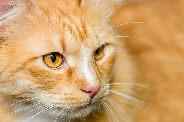 Red fluffy cat closeup — Stock Photo, Image