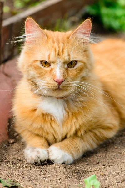 Red fluffy cat closeup — Stock Photo, Image