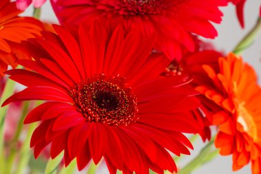 Daisy gerbera makro, sığ dof