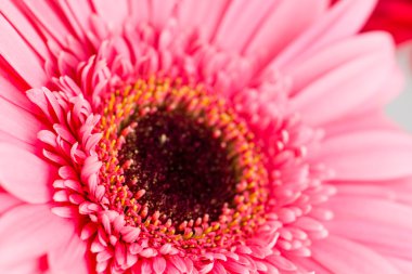 Daisy gerbera makro, sığ dof
