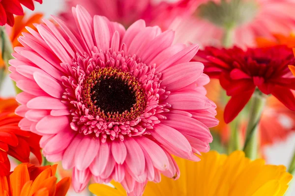 Daisy gerbera macro, Dof rasa — Fotografia de Stock