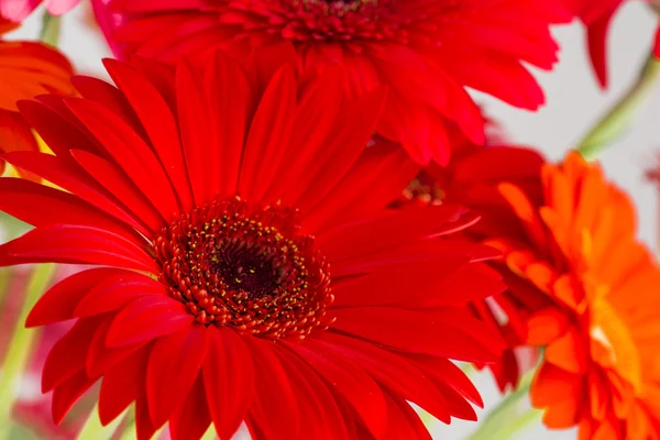 Daisy gerbera macro, Dof rasa — Fotografia de Stock