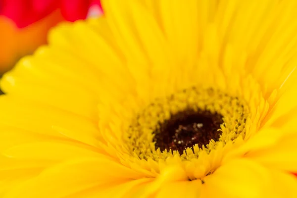 Daisy gerbera macro, Dof rasa — Fotografia de Stock