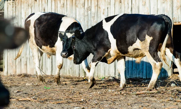 Giovani tori culo, vitelli lotta — Foto Stock