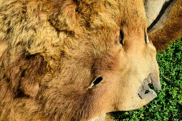 hide killed bear's head close-up, skin brown bear