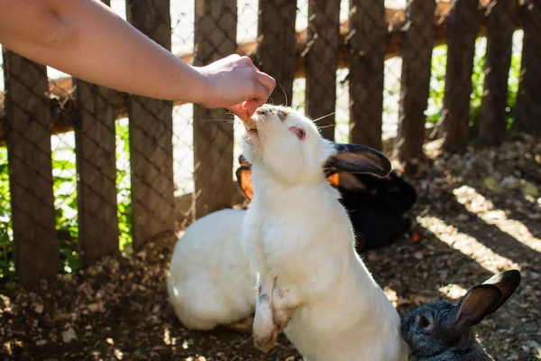 Feeding rabbit, rabbit standing on hind legs — Stock Photo, Image