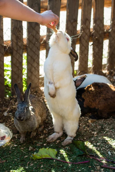 Feeding rabbit, rabbit standing on hind legs — Stock Photo, Image