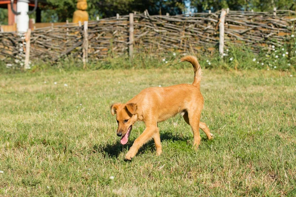 Cão vermelho caminha na grama — Fotografia de Stock