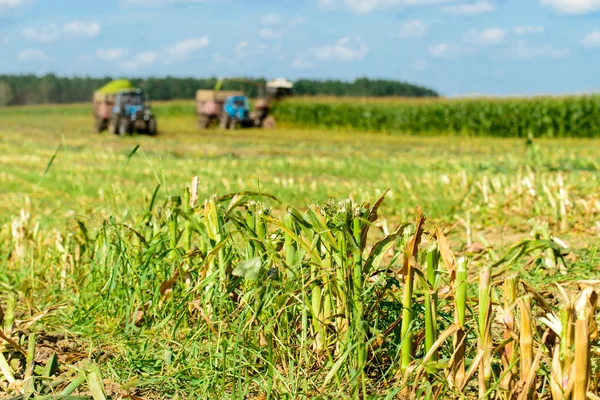 Maisernte mit Traktor, Fokus auf Mais — Stockfoto
