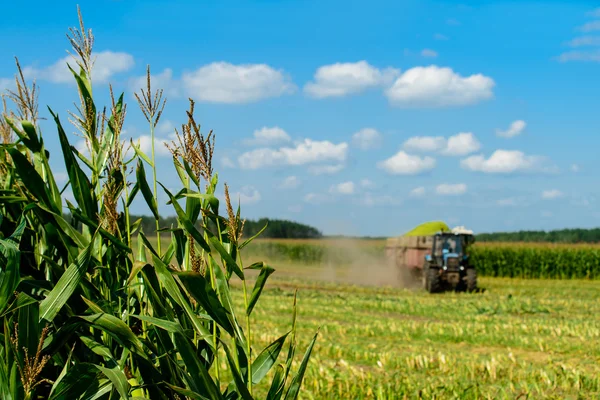 Traktor kukorica termés betakarítása, a hangsúly a kukorica — Stock Fotó