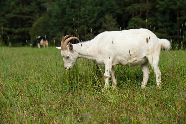 Cabra branca no prado comendo grama verde — Fotografia de Stock
