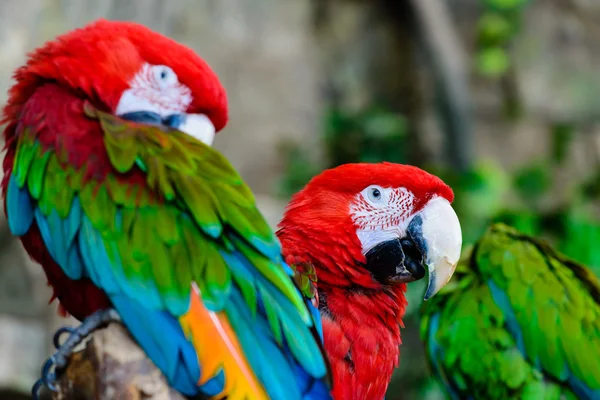 Grande pappagallo multicolore primo piano — Foto Stock