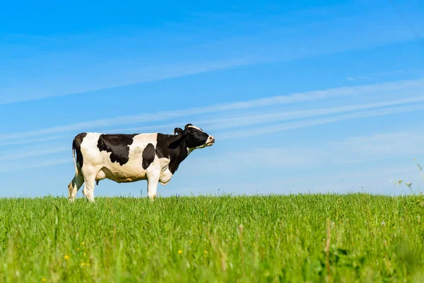 Krowy Pasą Się Zielonym Polu Słoneczną Pogodę Błękitne Niebo Układ — Zdjęcie stockowe