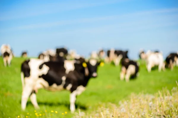 Krowy Pasą Się Zielonym Polu Słoneczną Pogodę Błękitne Niebo Smuga — Zdjęcie stockowe
