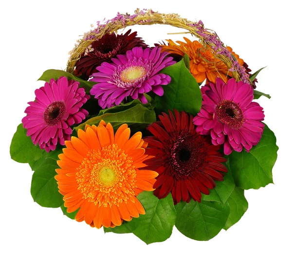 Košík na květiny gerbera — Stock fotografie