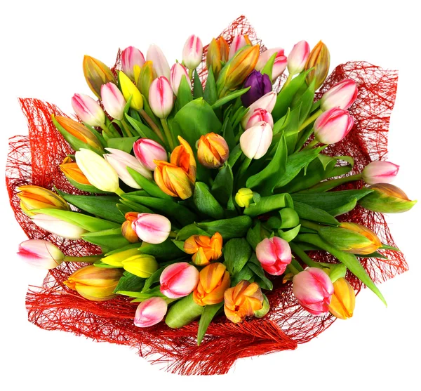 51 tulips — Stock Photo, Image