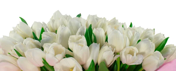 Bouquet of white tulips — Stock Photo, Image