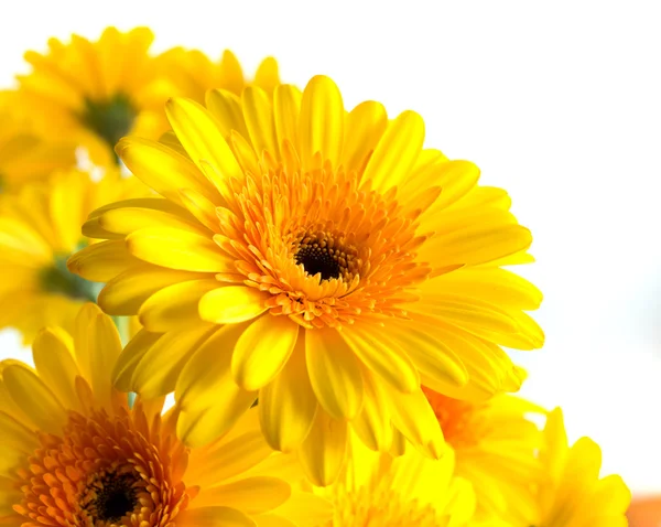 Gerbera jaune fleurs — Photo