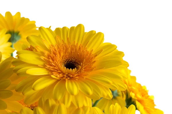 Gerbera jaune fleurs — Photo