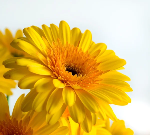 Flores amarelas de gerbera — Fotografia de Stock