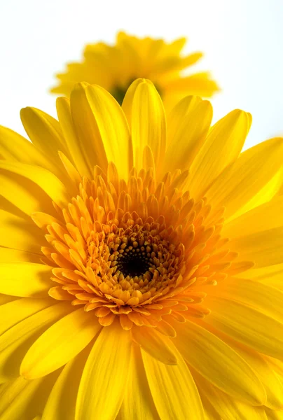 Flores amarelas de gerbera — Fotografia de Stock