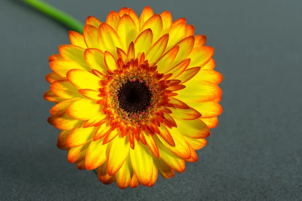 Gerbera bloem — Stockfoto