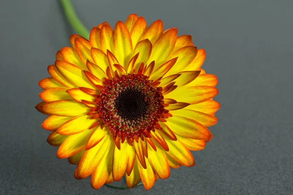 Flor de gerbera — Fotografia de Stock