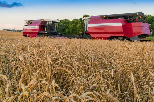 Крупногабаритные колосья пшеницы на поле и машина для сбора урожая на бэкгре — стоковое фото