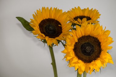 gri bir arka plan üzerinde güzel bir ayçiçeği Close-Up