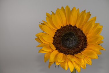 gri bir arka plan üzerinde güzel bir ayçiçeği Close-Up