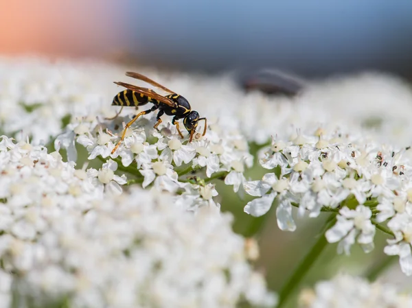 Vespa del giardino su un fiore selvatico bianco, macro, focu selettivo — Foto Stock