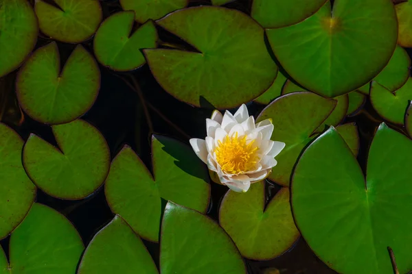 White lotus flower, water lily in green leaves — Stock Photo, Image