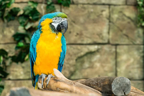Un macaw blu e giallo (ara ararauna) seduto su un ramo, fo — Foto Stock
