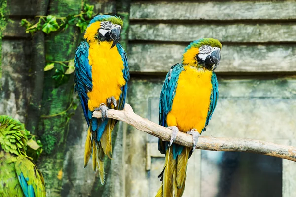 Uma arara azul e amarela (ara ararauna) sentada em um ramo, fo — Fotografia de Stock