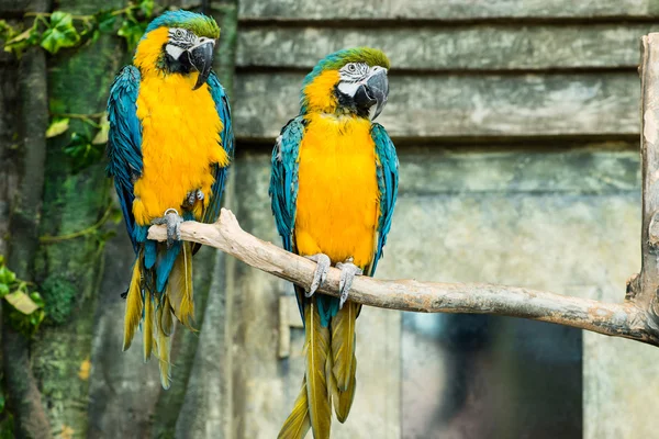 Coppia di pappagalli, ara ararauna (ara ararauna) seduta — Foto Stock