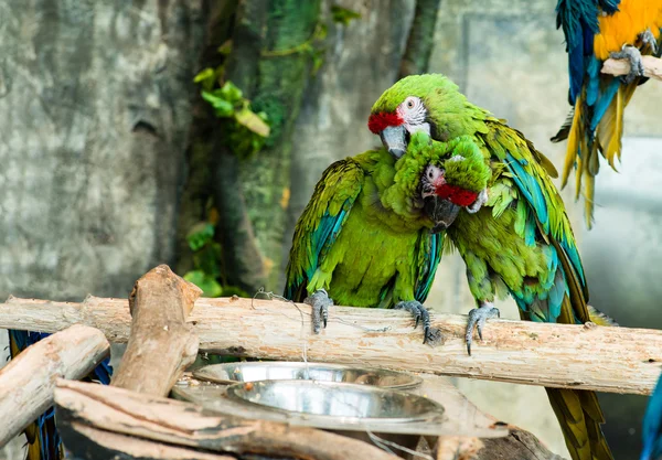 Pappagallo verde che si graffia a vicenda (toelettatura). Concentrati su Macaw — Foto Stock