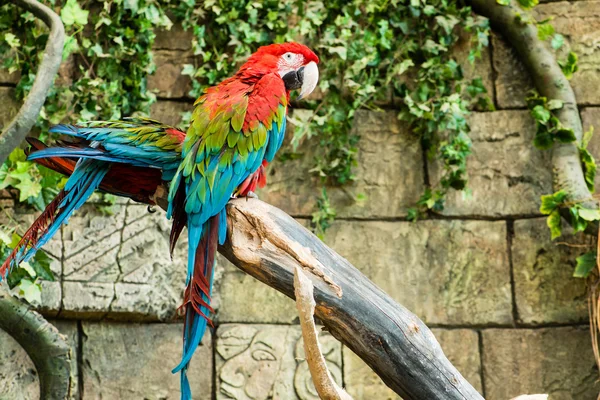 Casal colorido araras sentado em log, foco no papagaio — Fotografia de Stock