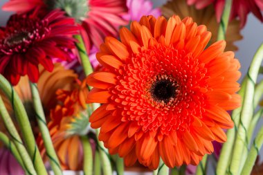 turuncu gerbera Daisies closeup ile sığ derinlik-in tarla.