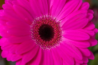 pembe gerbera Daisies closeup ile sığ derinlik-in tarla.